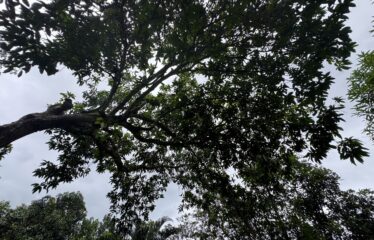 Lot for sale in Orotina.